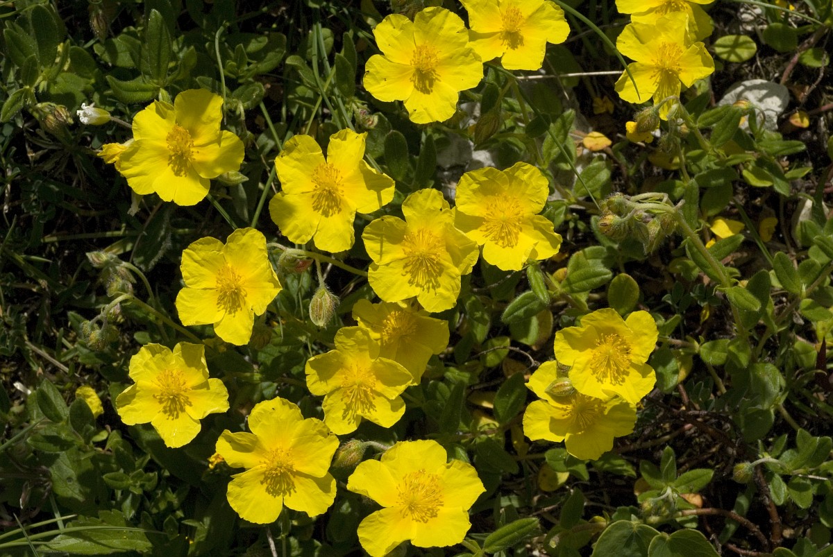 helianthemum-nummularium-common-rock-rose
